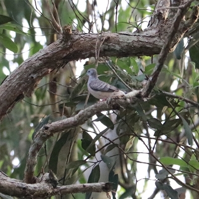 Geopelia placida at Carrington, QLD - 15 Jun 2025 by Rixon