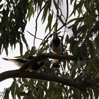 Grallina cyanoleuca at Carrington, QLD - 15 Jun 2025 by Rixon