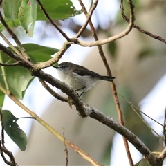 Unverified Small (Robin, Finch, Thornbill etc) at Carrington, QLD - 15 Jun 2025 by Rixon