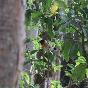 Symposiachrus trivirgatus at Carrington, QLD - 15 Jun 2025 by Rixon
