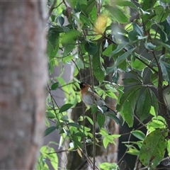 Symposiachrus trivirgatus at Carrington, QLD - 15 Jun 2025 09:33 AM