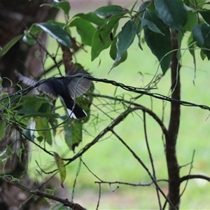 Symposiachrus trivirgatus at Carrington, QLD - 15 Jun 2025 09:33 AM