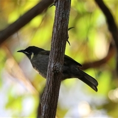 Unverified Honeyeater at Carrington, QLD - 15 Jun 2025 by Rixon