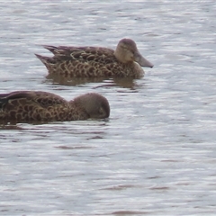 Spatula rhynchotis (Australasian Shoveler) at Dry Plain, NSW - 1 Dec 2024 by AndyRoo
