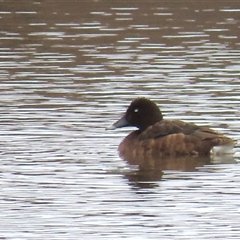 Aythya australis (Hardhead) at Dry Plain, NSW - 1 Dec 2024 by AndyRoo