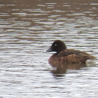 Aythya australis (Hardhead) at Dry Plain, NSW - 1 Dec 2024 by AndyRoo