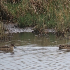 Anas gracilis (Grey Teal) at Dry Plain, NSW - 1 Dec 2024 by AndyRoo