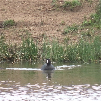 Fulica atra (Eurasian Coot) at Dry Plain, NSW - 1 Dec 2024 by AndyRoo