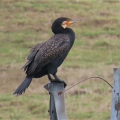 Phalacrocorax carbo at Dry Plain, NSW - 1 Dec 2024 by AndyRoo
