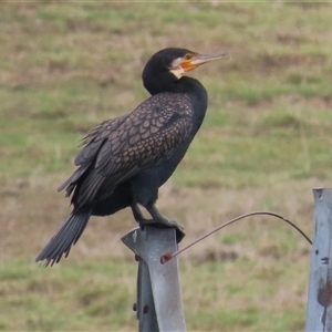 Phalacrocorax carbo (Great Cormorant) at Dry Plain, NSW - 1 Dec 2024 by AndyRoo