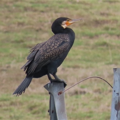 Phalacrocorax carbo at Dry Plain, NSW - 1 Dec 2024 by AndyRoo
