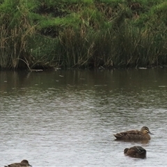 Anas superciliosa (Pacific Black Duck) at Dry Plain, NSW - 1 Dec 2024 by AndyRoo