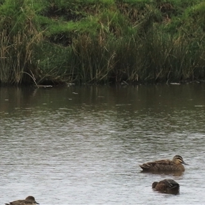 Anas superciliosa (Pacific Black Duck) at Dry Plain, NSW - 1 Dec 2024 by AndyRoo