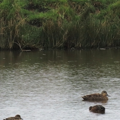 Anas superciliosa (Pacific Black Duck) at Dry Plain, NSW - 1 Dec 2024 by AndyRoo
