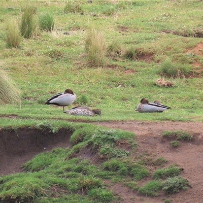 Chenonetta jubata (Australian Wood Duck) at Dry Plain, NSW - 1 Dec 2024 by AndyRoo