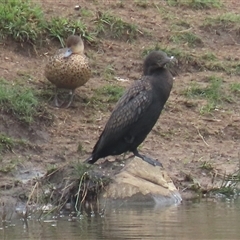 Phalacrocorax sulcirostris at Dry Plain, NSW - 1 Dec 2024 by AndyRoo
