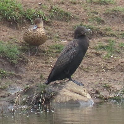 Phalacrocorax sulcirostris at Dry Plain, NSW - 1 Dec 2024 by AndyRoo