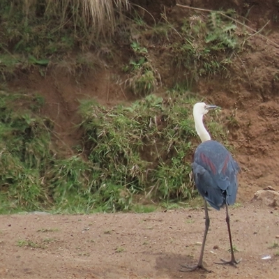 Ardea pacifica at Dry Plain, NSW - 1 Dec 2024 by AndyRoo