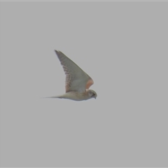 Falco cenchroides (Nankeen Kestrel) at Dry Plain, NSW - 1 Dec 2024 by AndyRoo