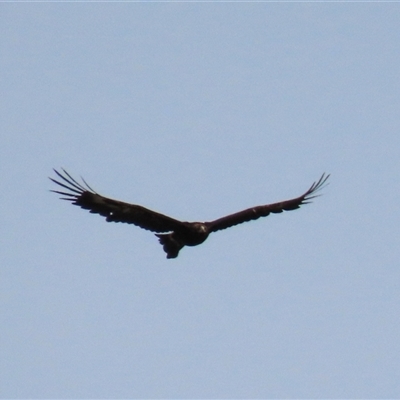 Aquila audax (Wedge-tailed Eagle) at Dry Plain, NSW - 1 Dec 2024 by AndyRoo