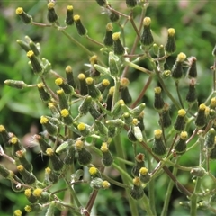 Senecio quadridentatus at Dry Plain, NSW - 1 Dec 2024 by AndyRoo