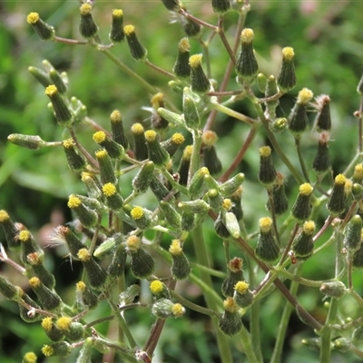Senecio quadridentatus at Dry Plain, NSW - 1 Dec 2024 by AndyRoo