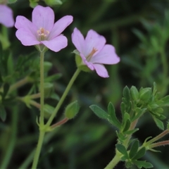 Geranium (genus) at Dry Plain, NSW - 1 Dec 2024 by AndyRoo