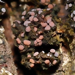 Unverified Lichen at Kambah, ACT - 16 Jul 2025 by TimL