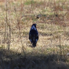 Ptilonorhynchus violaceus (Satin Bowerbird) at Kambah, ACT - 16 Jul 2025 by TimL