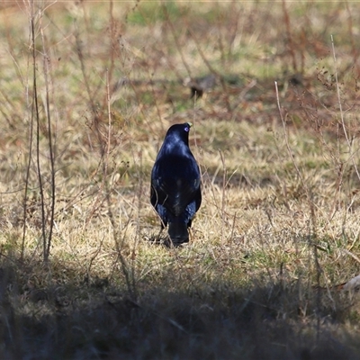Ptilonorhynchus violaceus (Satin Bowerbird) at Kambah, ACT - 16 Jul 2025 by TimL