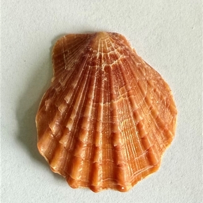 PECTINIDAE by CoraBell