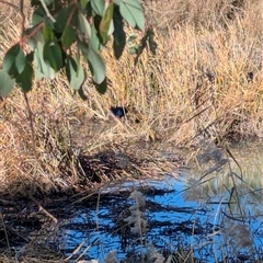 Porphyrio melanotus (Australasian Swamphen) at Narrabundah, ACT - 12 Jul 2025 by JamesB