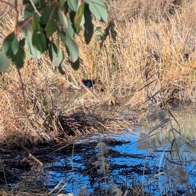 Porphyrio melanotus (Australasian Swamphen) at Narrabundah, ACT - 12 Jul 2025 by JamesB