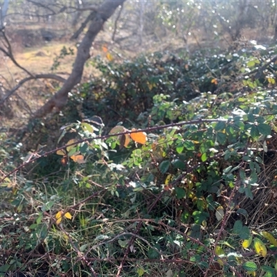 Rubus fruticosus species aggregate at Symonston, ACT - 10 Jul 2025 by jklem621