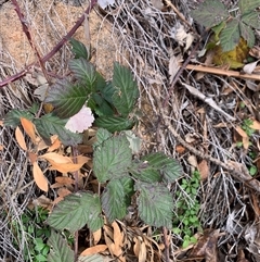 Rubus fruticosus species aggregate at Red Hill, ACT - 15 Jul 2025 by jklem621