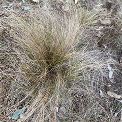 Nassella trichotoma (Serrated Tussock) at Red Hill, ACT - 15 Jul 2025 by jklem621