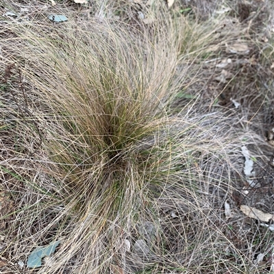 Nassella trichotoma (Serrated Tussock) at Red Hill, ACT - 15 Jul 2025 by jklem621
