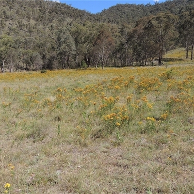Hypericum perforatum (St John's Wort) at The Angle, NSW - 29 Dec 2024 by MichaelBedingfield