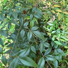 Nandina domestica at Kangaroo Valley, NSW - Today by lbradley