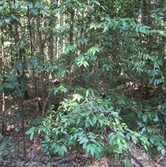 Brackenridgea australiana (indigenous, native, brown, ochna) at Cape Tribulation, QLD - 28 Jun 2023 by JasonPStewartNMsnc2016