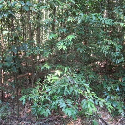 Brackenridgea australiana (indigenous, native, brown, ochna) at Cape Tribulation, QLD - 28 Jun 2023 by JasonPStewartNMsnc2016