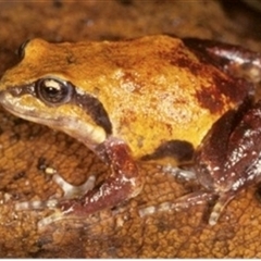 Philoria pughi (Pugh's Frog) at Gibraltar Range, NSW - 12 Nov 2024 by MichaelBedingfield