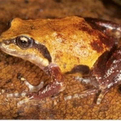 Philoria pughi (Pugh's Frog) at Gibraltar Range, NSW - 12 Nov 2024 by MichaelBedingfield