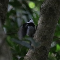 Arses kaupi at Malanda, QLD - 15 Jun 2025 by Rixon