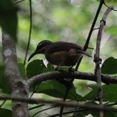 Ptiloris victoriae at Malanda, QLD - 15 Jun 2025 by Rixon