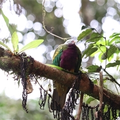 Ptilinopus magnificus at Millaa Millaa, QLD - 15 Jun 2025 by Rixon