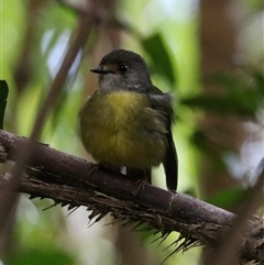 Eopsaltria capito at Lake Barrine, QLD - 15 Jun 2025 by Rixon