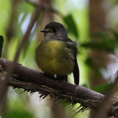 Eopsaltria capito at Lake Barrine, QLD - 15 Jun 2025 by Rixon