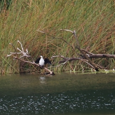 Microcarbo melanoleucos at Lake Barrine, QLD - 15 Jun 2025 by Rixon