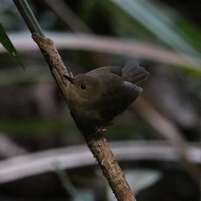Unverified Small (Robin, Finch, Thornbill etc) at Lake Barrine, QLD - 15 Jun 2025 by Rixon